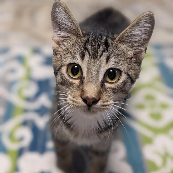 Enlarge Bagel, a Adoptable mixed breed in Shippenville, PA image 4/6