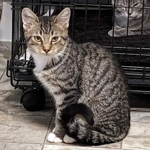 Enlarge Bagel, a Adoptable mixed breed in Shippenville, PA image 5/6