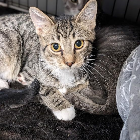 Enlarge Bagel, a Adoptable mixed breed in Shippenville, PA image 3/6