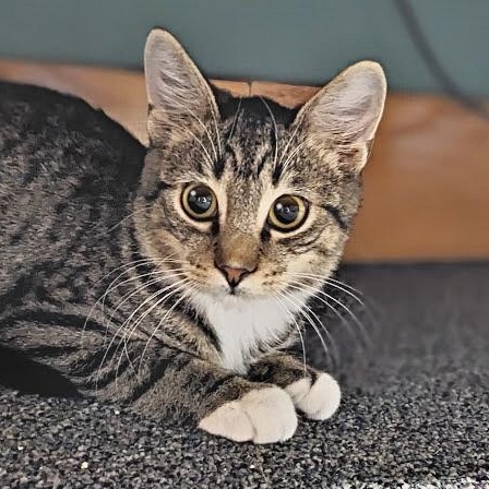 Enlarge Bagel, a Adoptable mixed breed in Shippenville, PA image 1/6