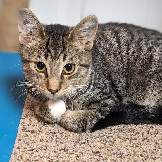 Enlarge Bagel, a Adoptable mixed breed in Shippenville, PA image 6/6