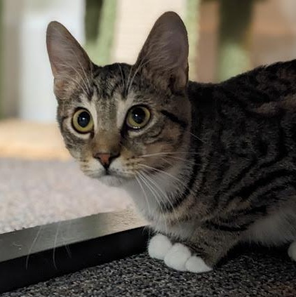 Enlarge Bagel, a Adoptable mixed breed in Shippenville, PA image 2/6