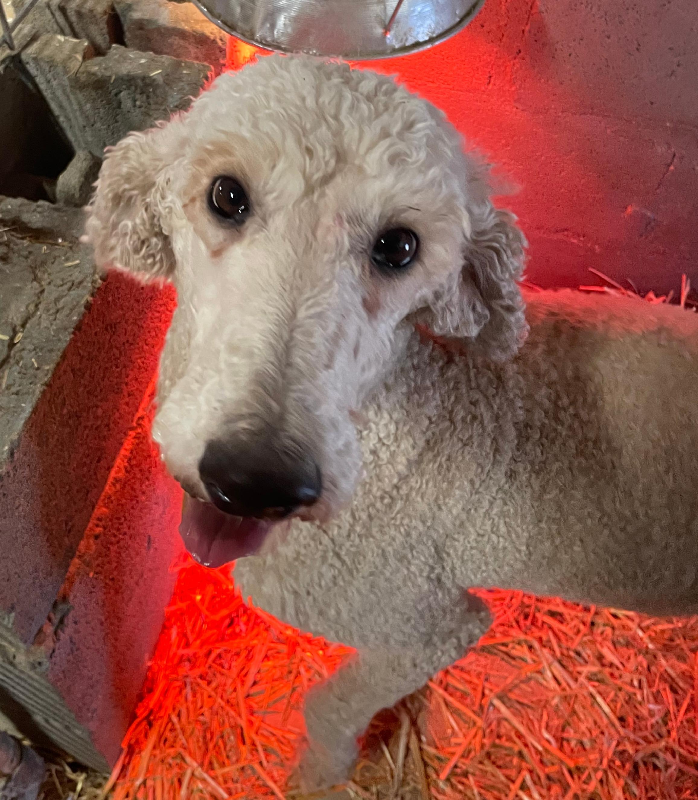 Curly Sue thumbnail 3