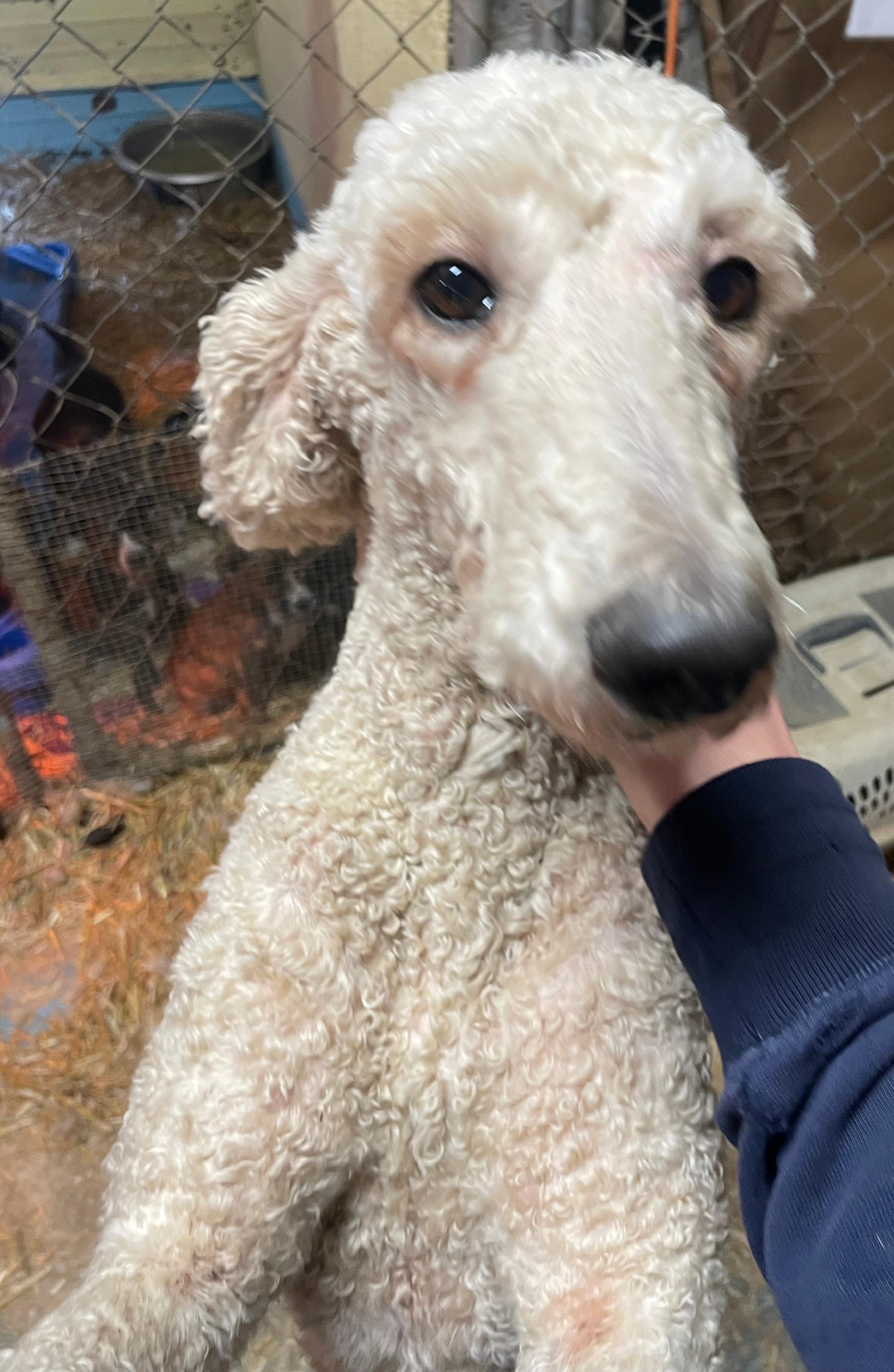 Curly Sue thumbnail 4