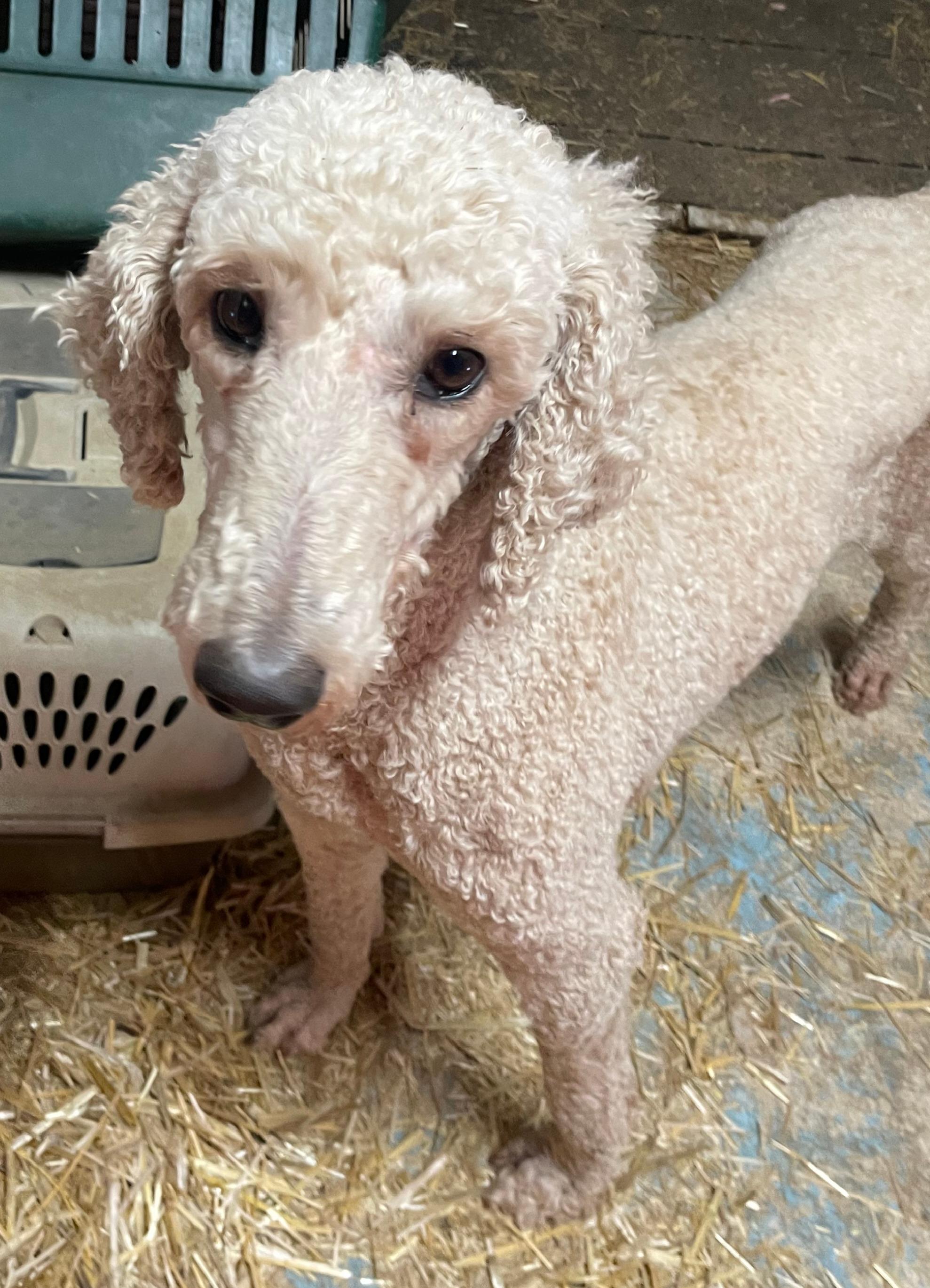 Curly Sue thumbnail 5