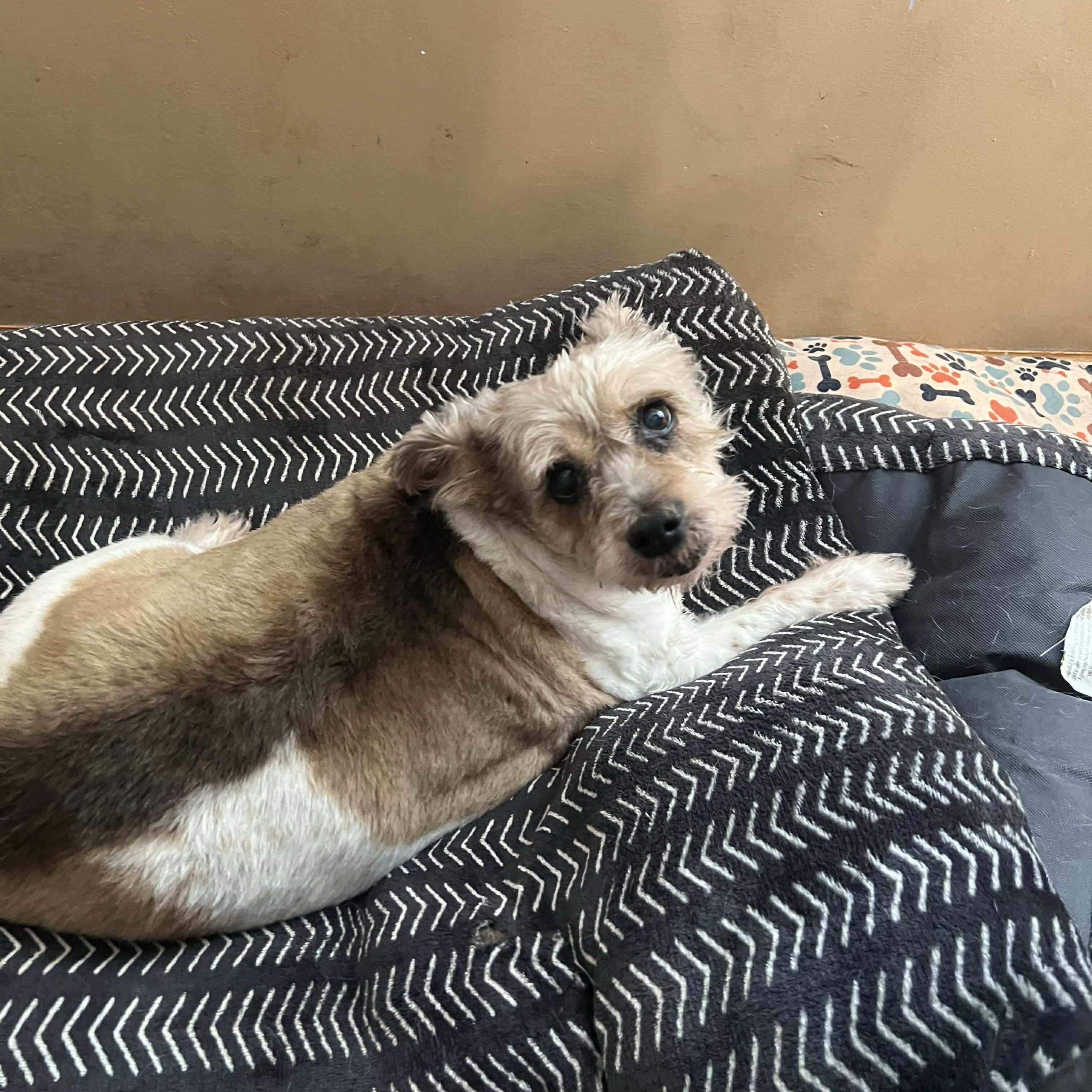 Enlarge Molly, a Adoptable mixed breed in Homer Glen, IL image 4/6