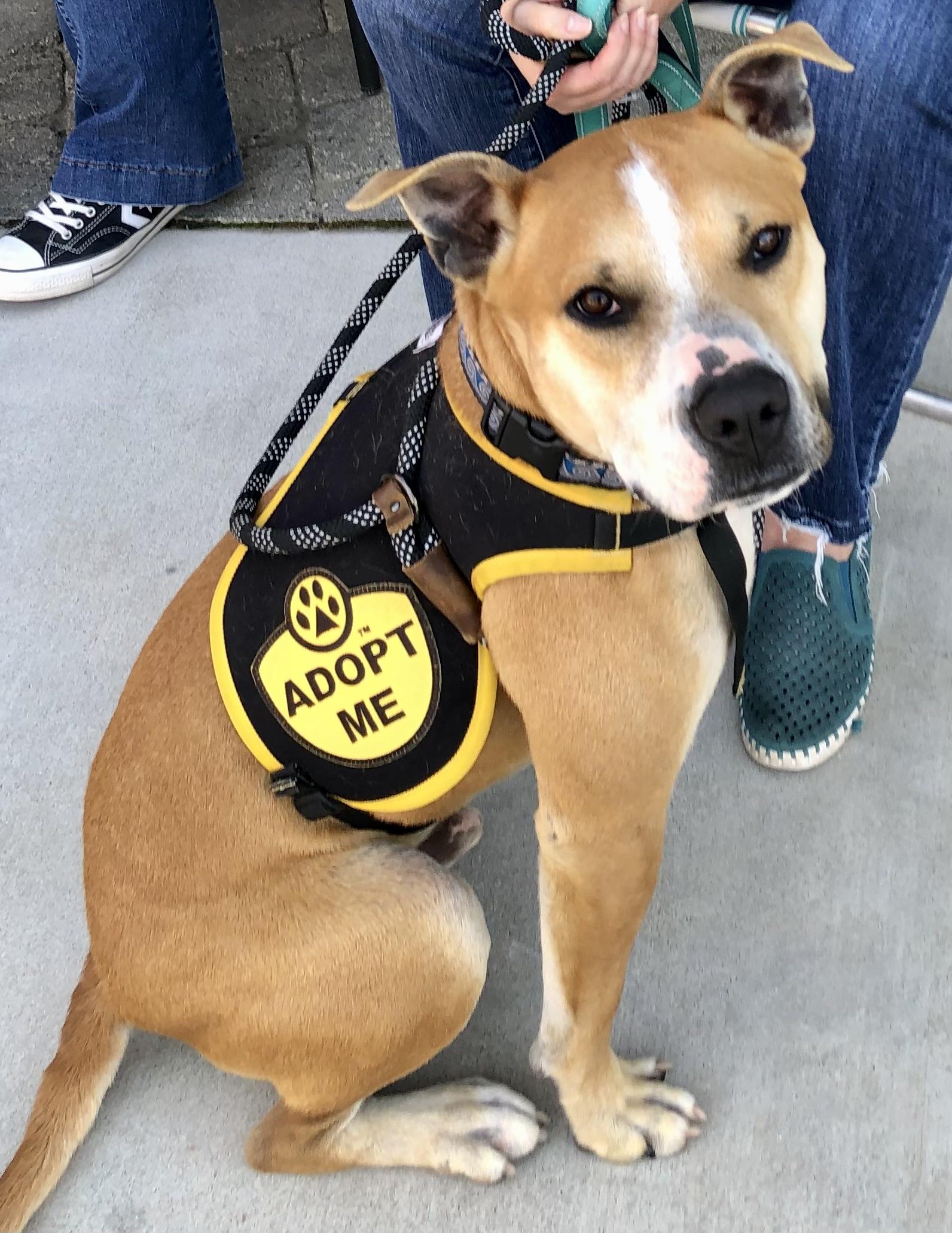 Enlarge SONNY, a ADOPTABLE Pit Bull Terrier in Thousand Oaks, CA image 6/6