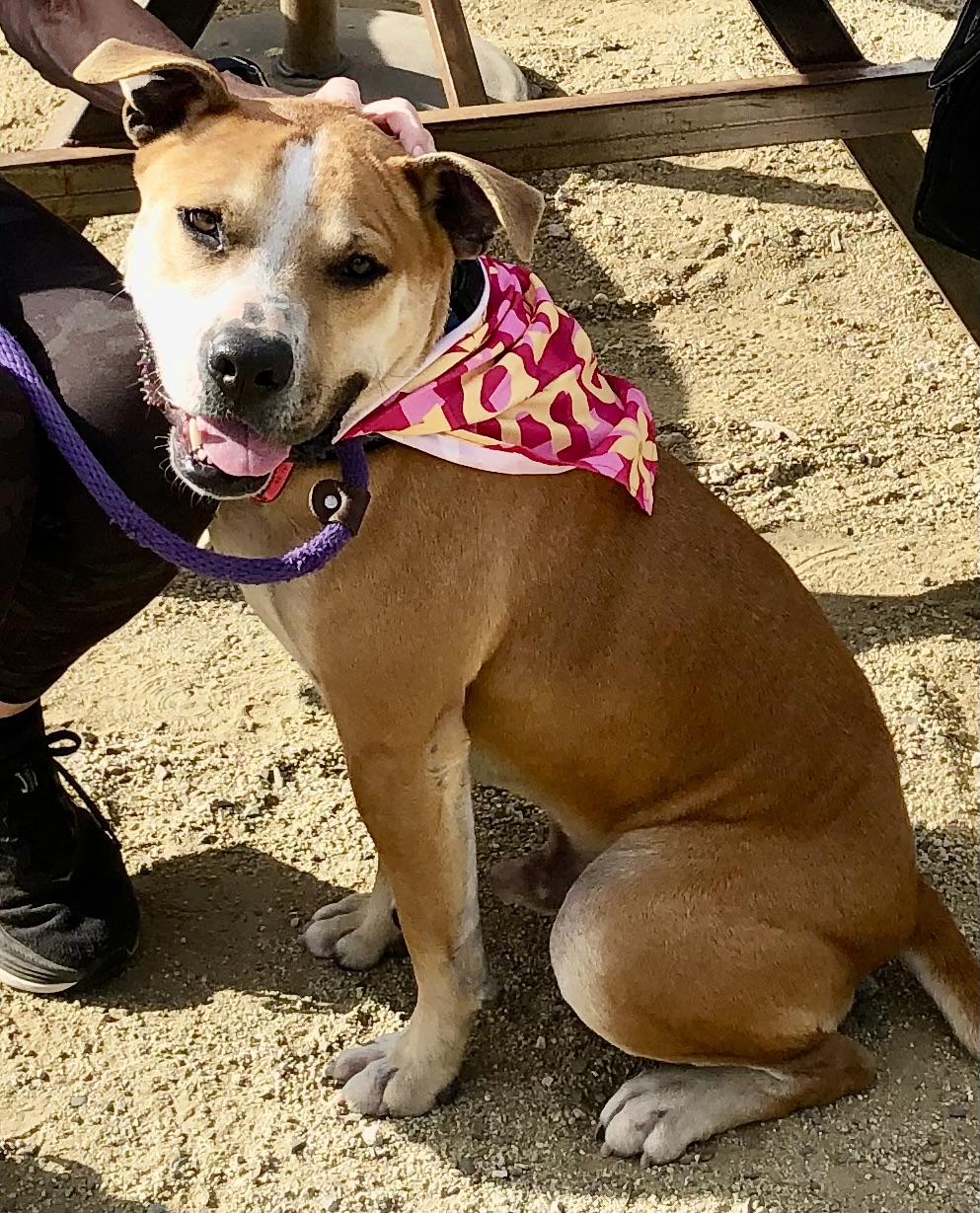 Enlarge SONNY, a ADOPTABLE Pit Bull Terrier in Thousand Oaks, CA image 5/5