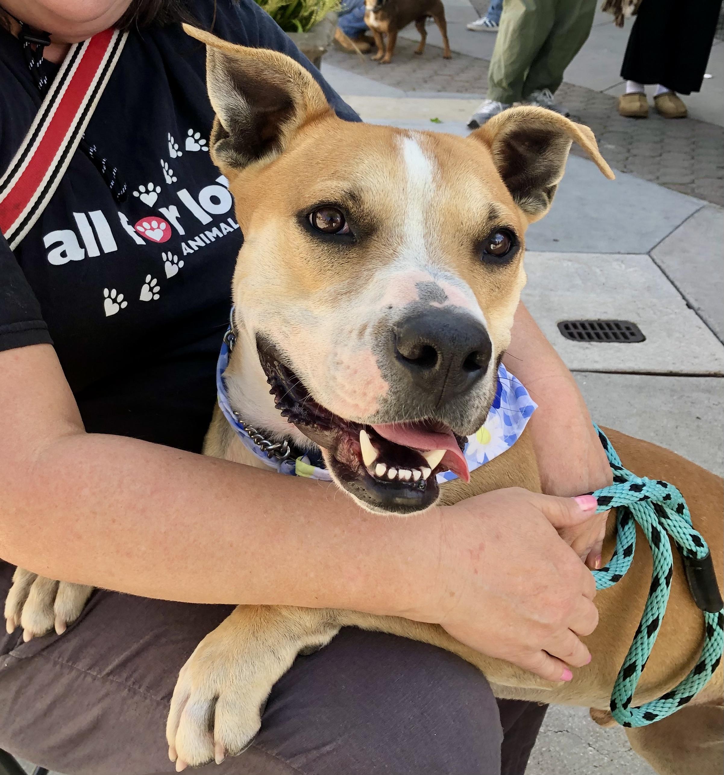 Enlarge SONNY, a ADOPTABLE Pit Bull Terrier in Thousand Oaks, CA image 1/6