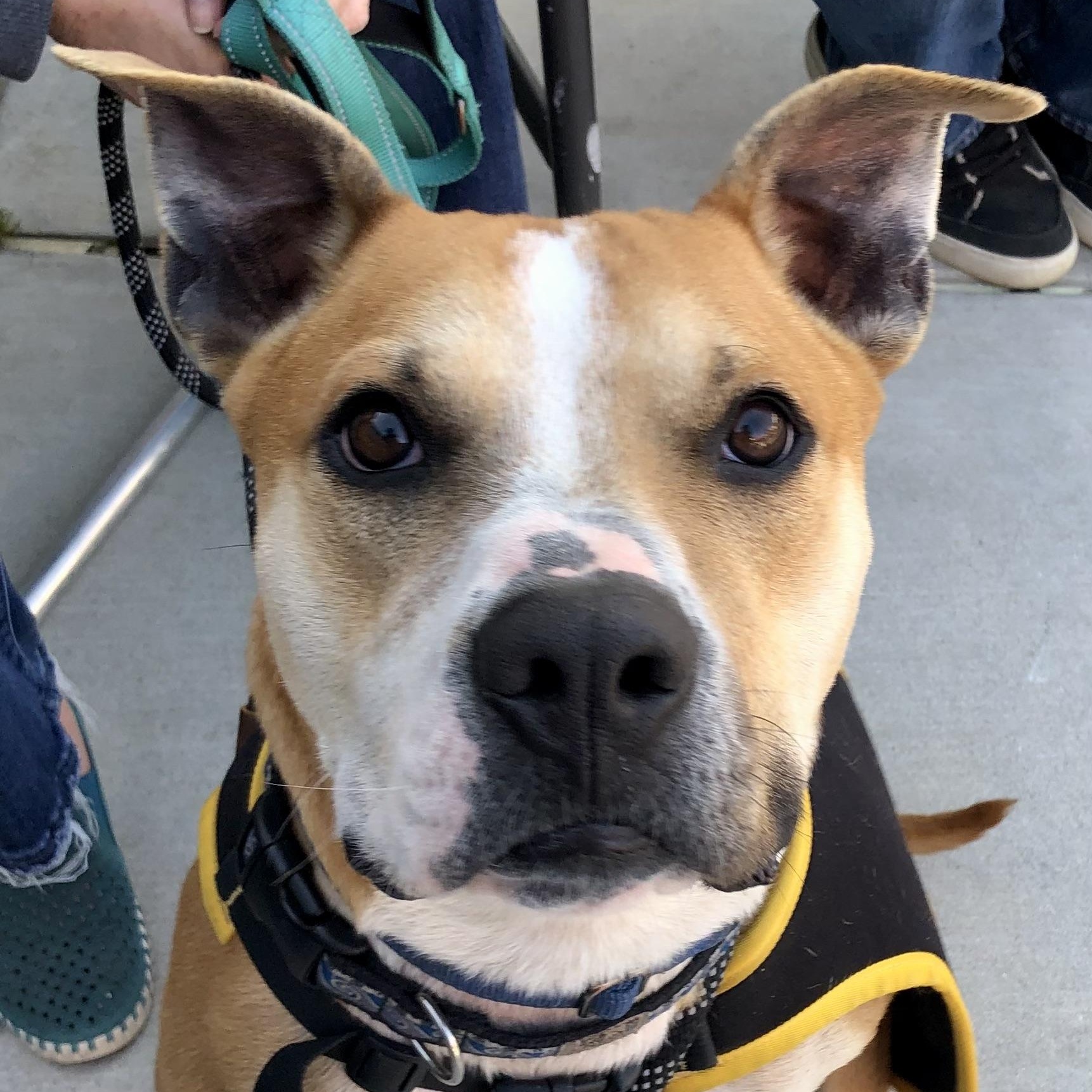 SONNY, ADOPTABLE, Young Male Pit Bull Terrier.