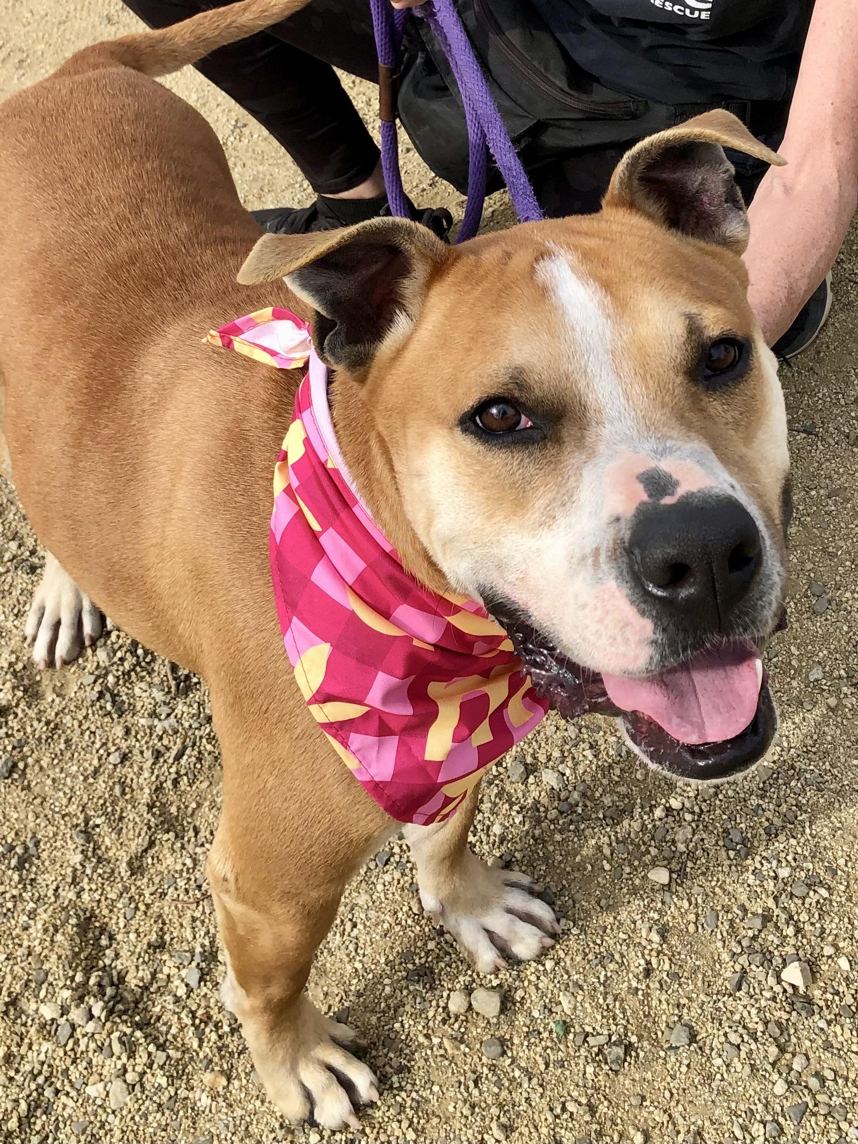 Enlarge SONNY, a ADOPTABLE Pit Bull Terrier in Thousand Oaks, CA image 3/5
