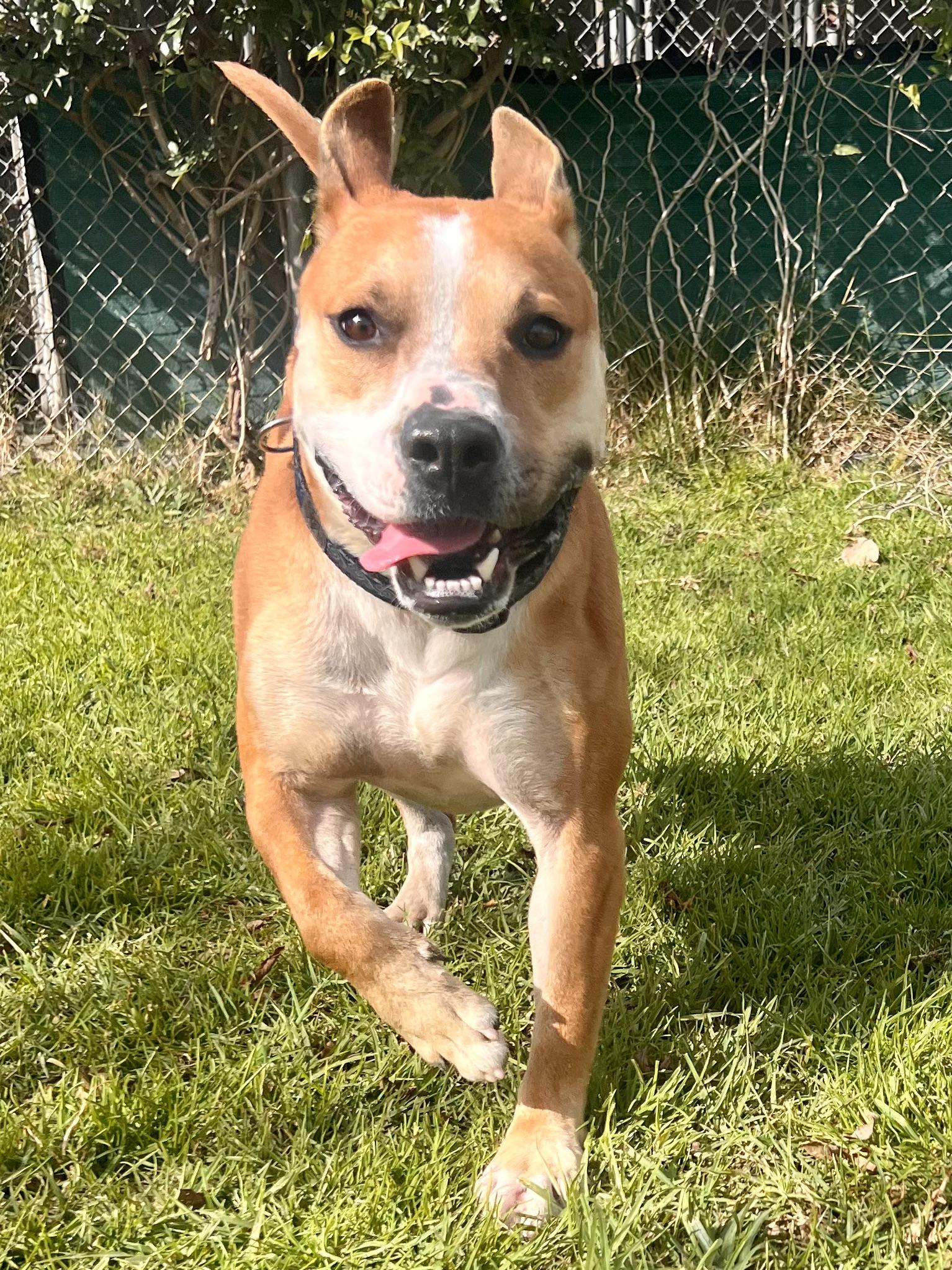 Enlarge SONNY, a ADOPTABLE Pit Bull Terrier in Thousand Oaks, CA image 2/5
