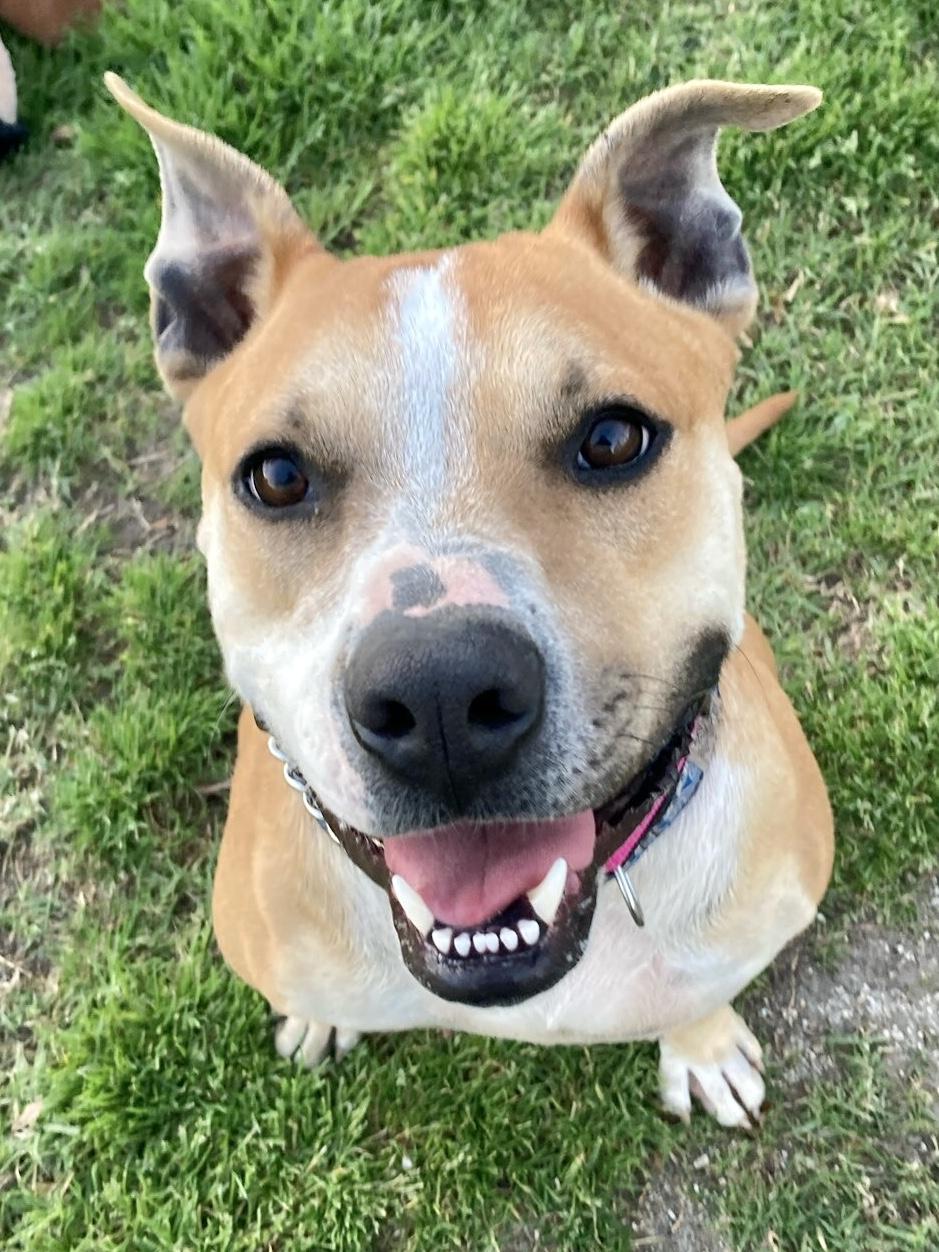 Enlarge SONNY, a ADOPTABLE Pit Bull Terrier in Thousand Oaks, CA image 5/6