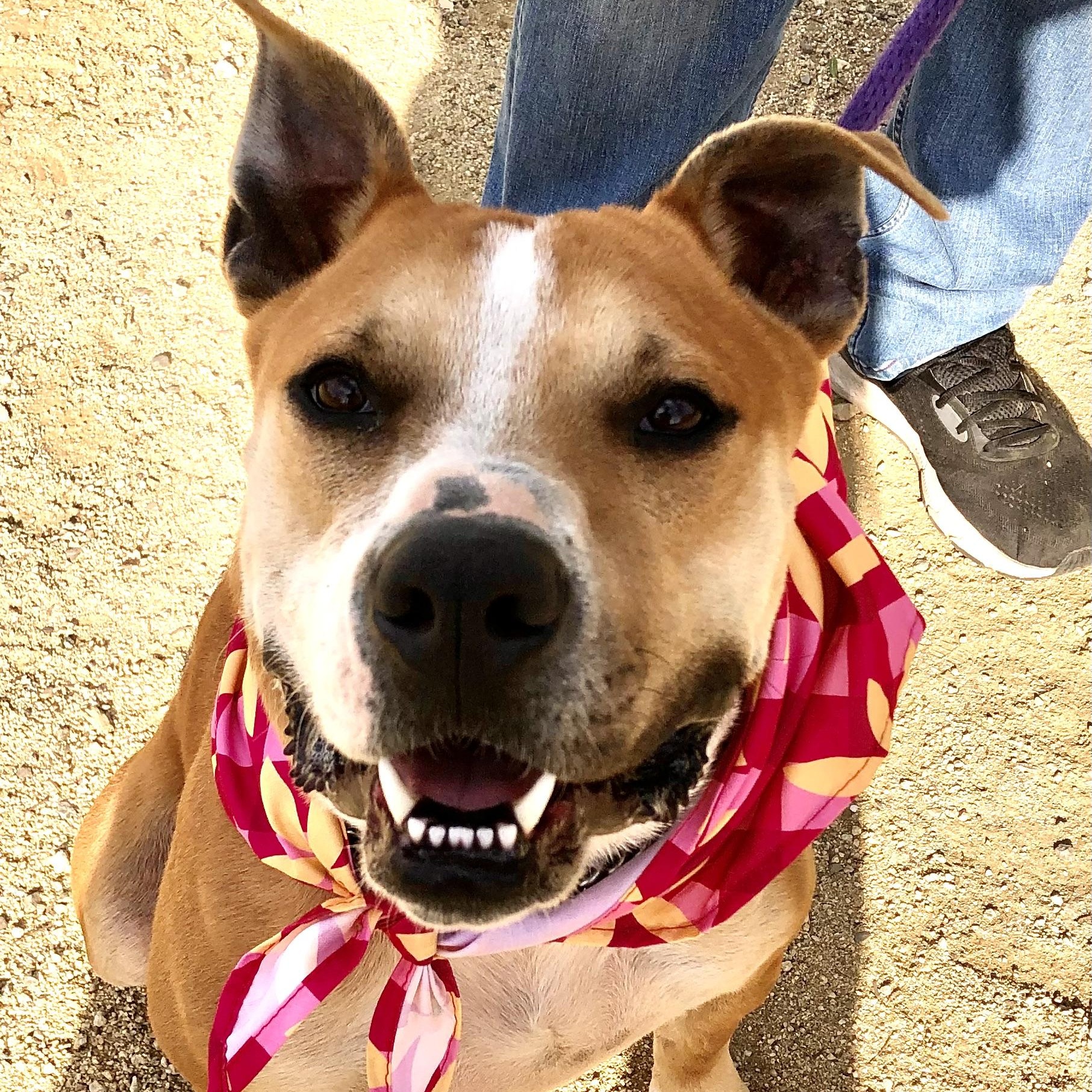 Enlarge SONNY, a ADOPTABLE Pit Bull Terrier in Thousand Oaks, CA image 1/5