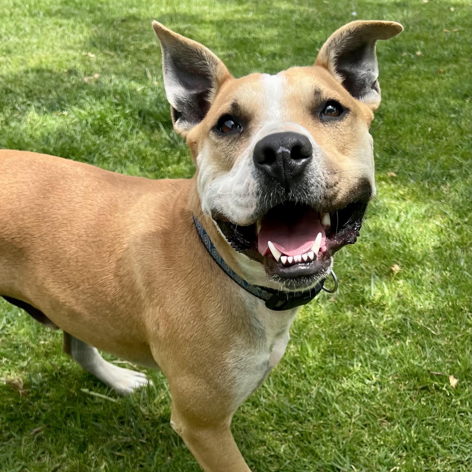 SONNY, a ADOPTABLE Pit Bull Terrier in Thousand Oaks, CA image 1/6