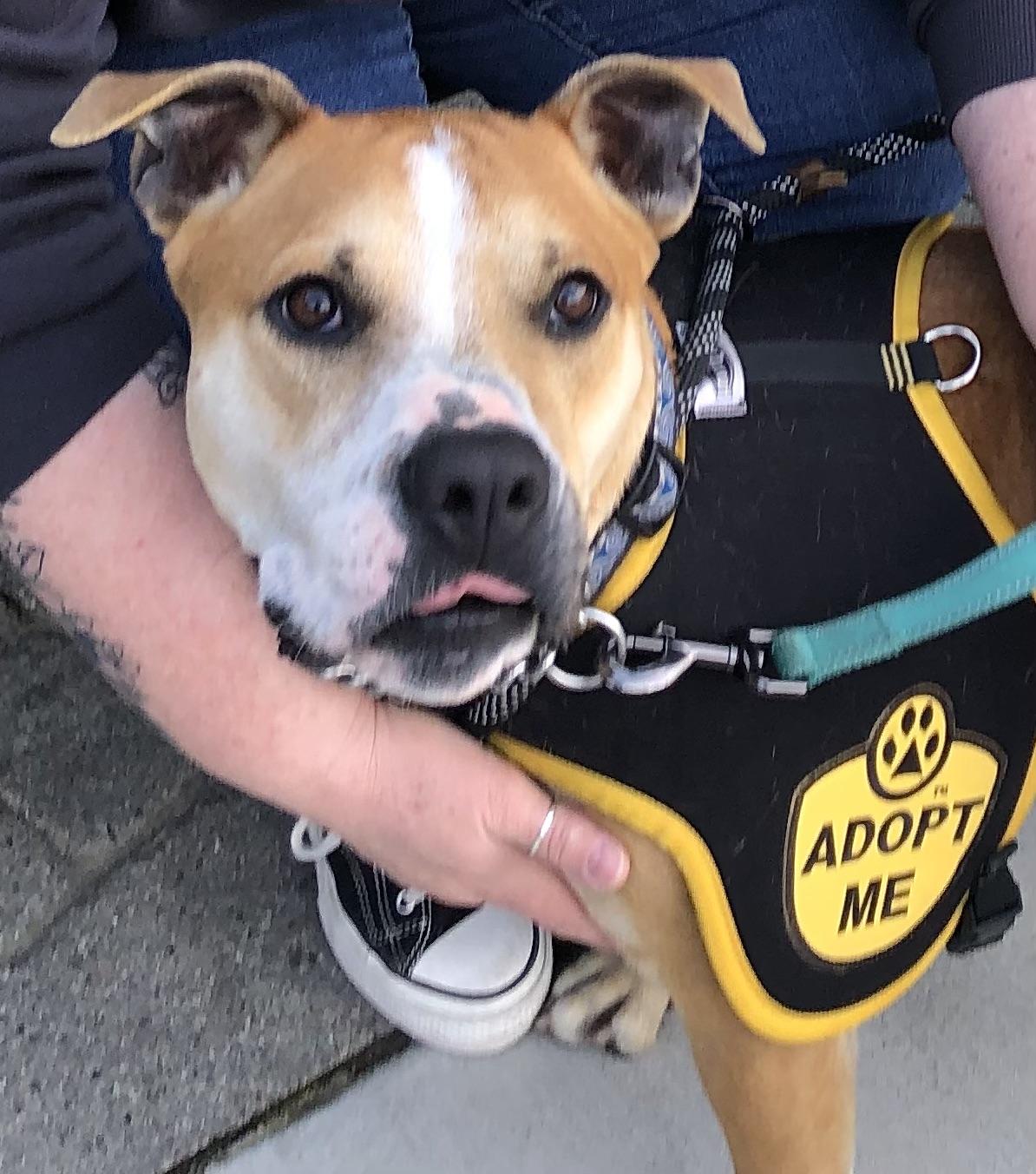 Enlarge SONNY, a ADOPTABLE Pit Bull Terrier in Thousand Oaks, CA image 4/6