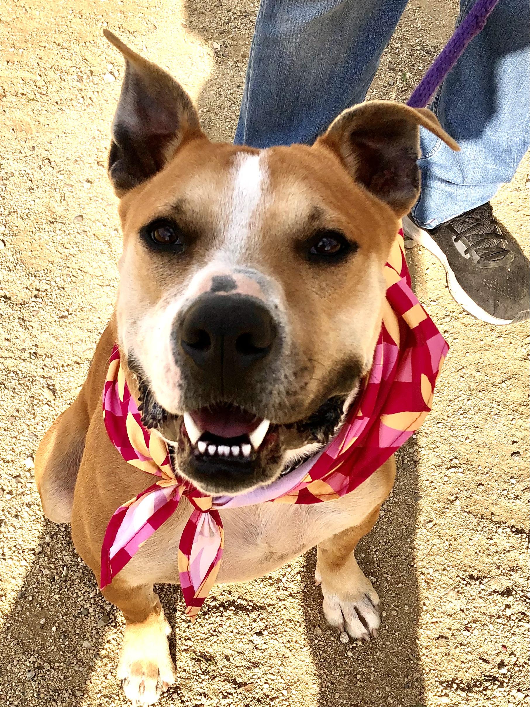 Enlarge SONNY, a ADOPTABLE Pit Bull Terrier in Thousand Oaks, CA image 1/6