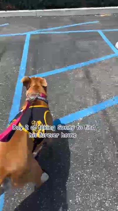 Enlarge SONNY, a ADOPTABLE Pit Bull Terrier in Thousand Oaks, CA video 6/6
