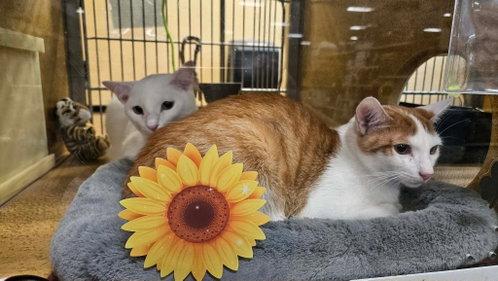 Zola & Zol, Adopted, Kitten Female Domestic Short Hair.