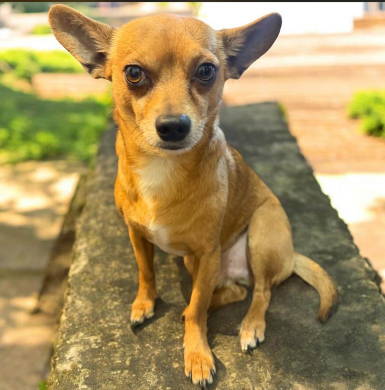 Olaf Adopted, Adopted, Young Male Chihuahua.