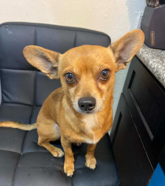 Enlarge Olaf Adopted, a Adopted Chihuahua in Cranston, RI image 3/3