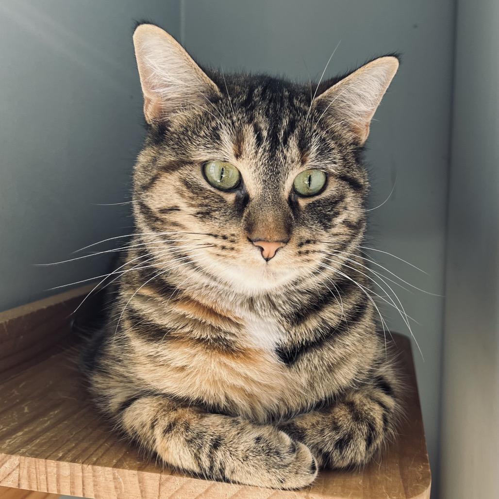 Tigerlily, Adoptable, Adult Female Domestic Short Hair.