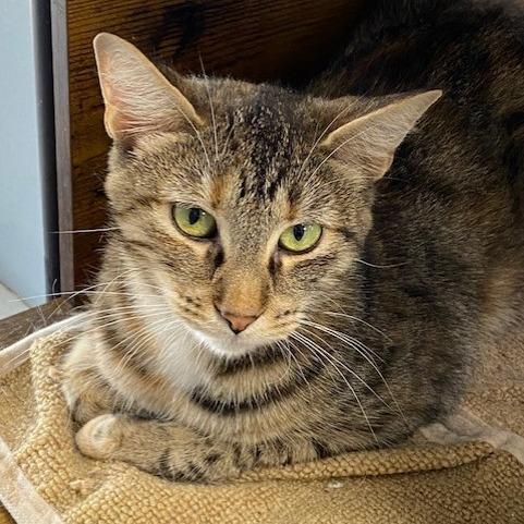 Enlarge Tigerlily, a Adoptable Domestic Short Hair in Duncan, OK image 1/2