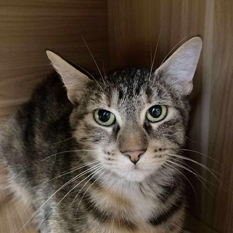 Enlarge Tigerlily, a Adoptable Domestic Short Hair in Duncan, OK image 2/2