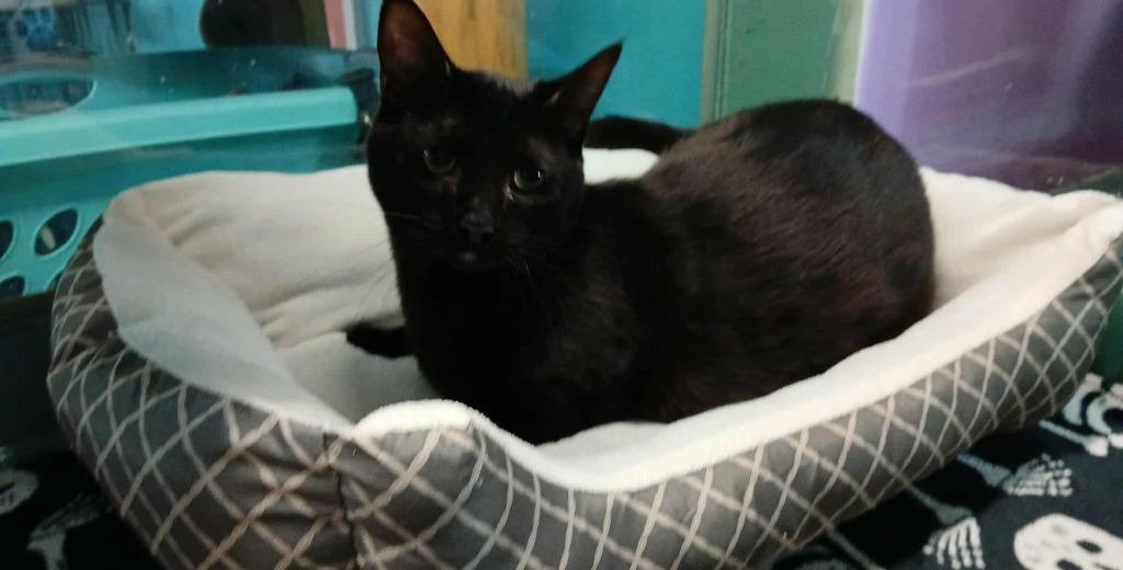 Enlarge Montana, a Adoptable mixed breed in Crocker, MO image 1/1