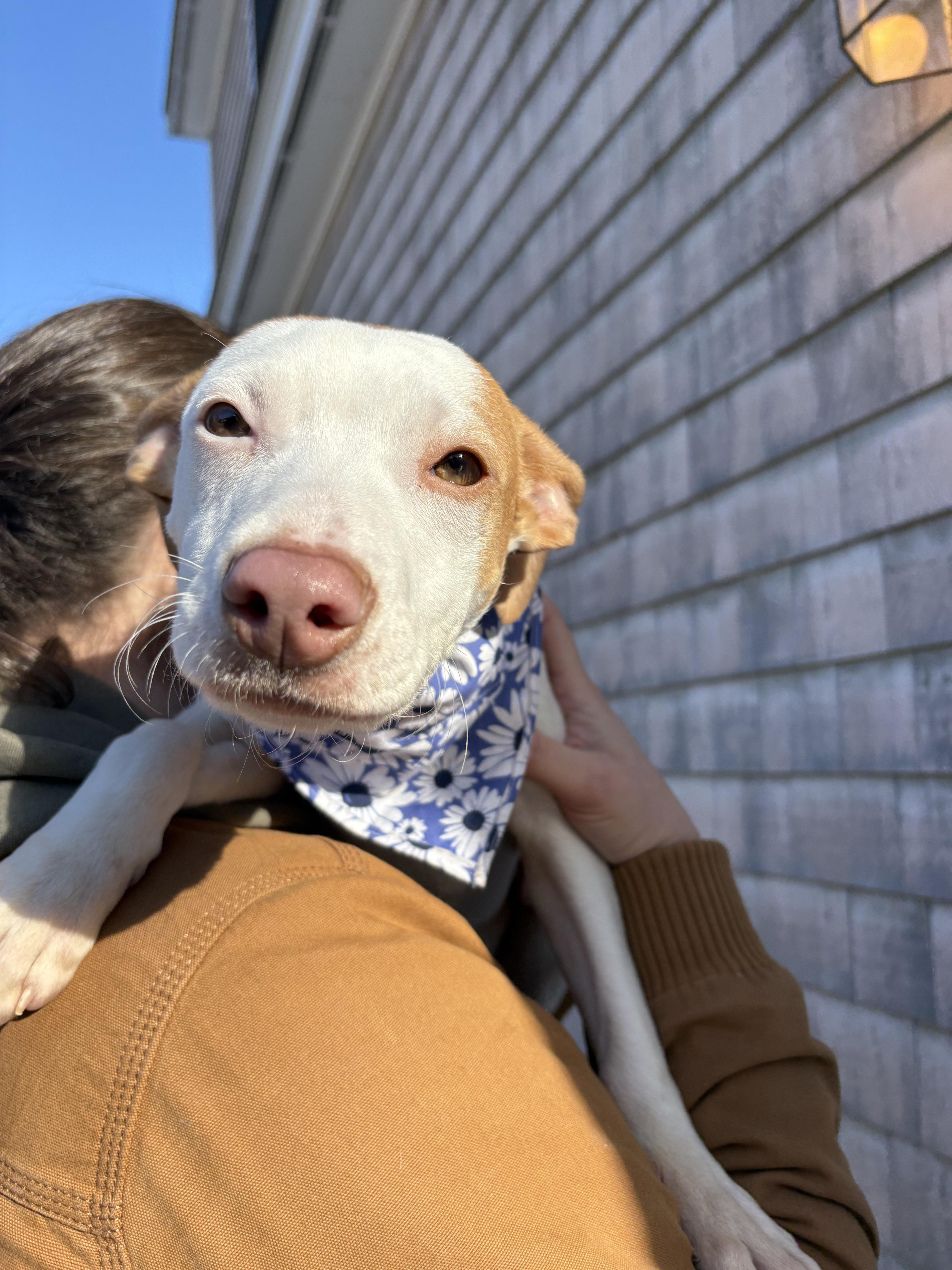 Enlarge Shivers, a ADOPTABLE mixed breed in New Boston, NH image 4/6