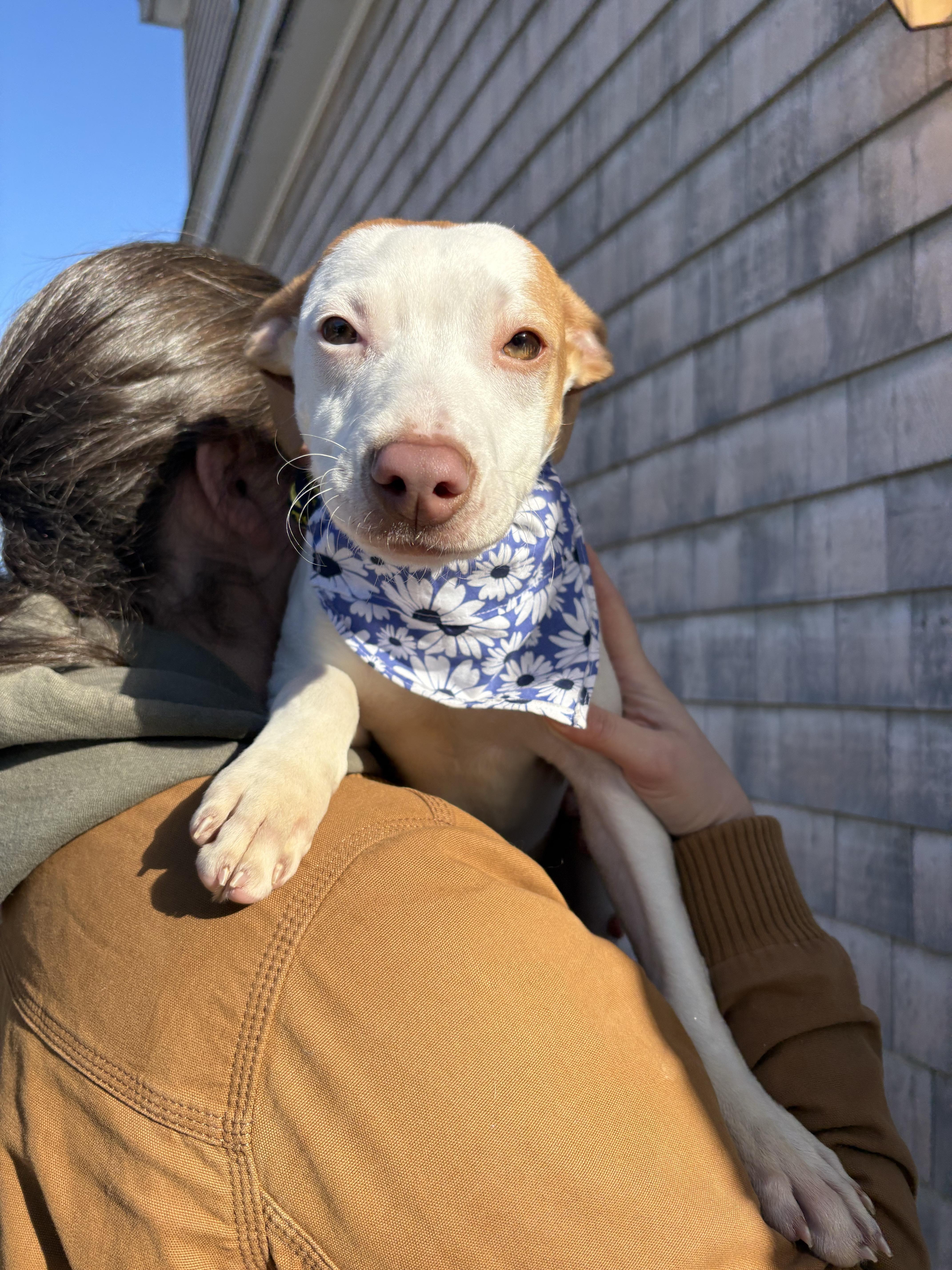 Shivers, ADOPTABLE, Puppy Female Terrier.