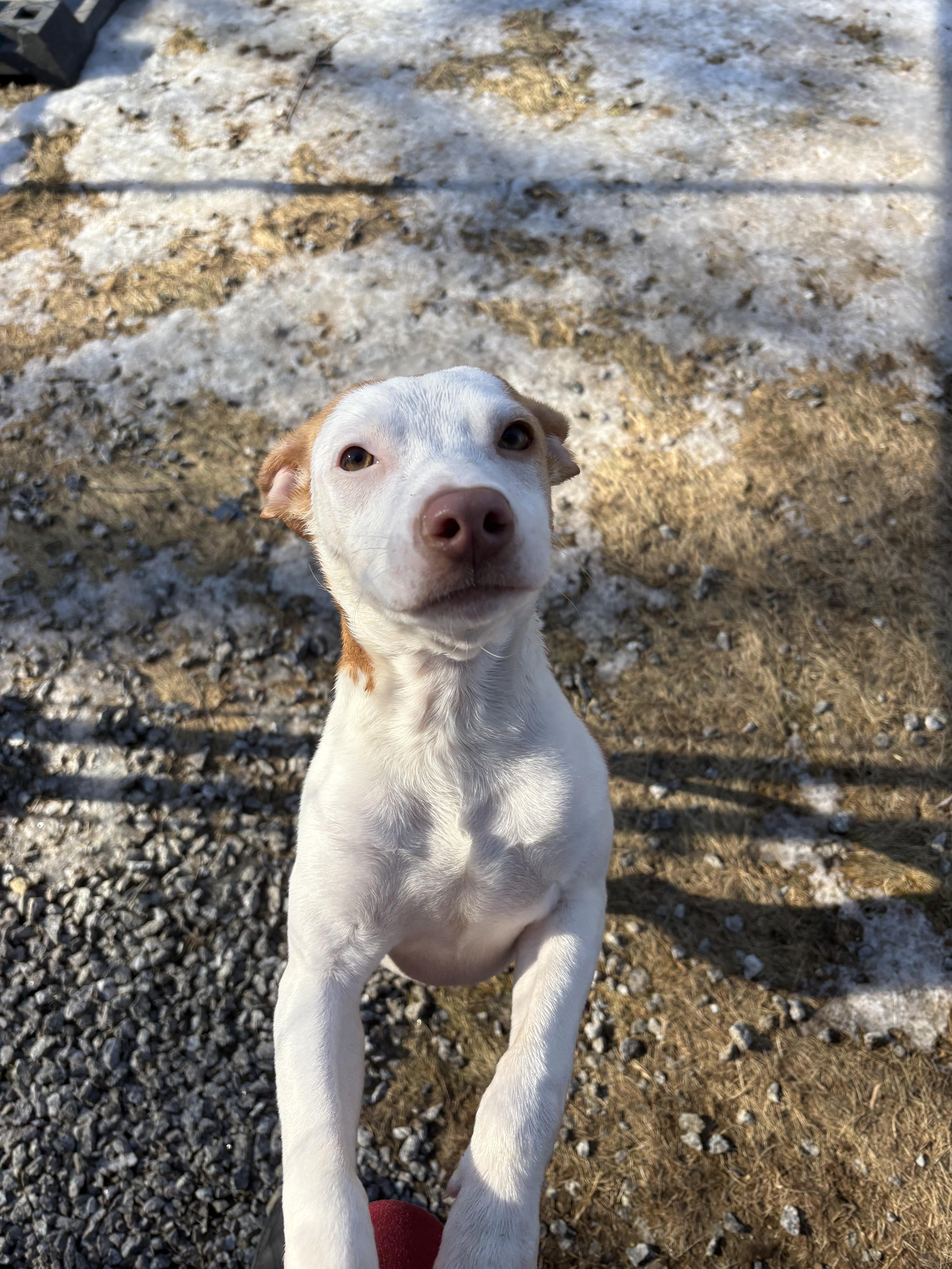 Enlarge Shivers, a ADOPTABLE mixed breed in New Boston, NH image 3/6