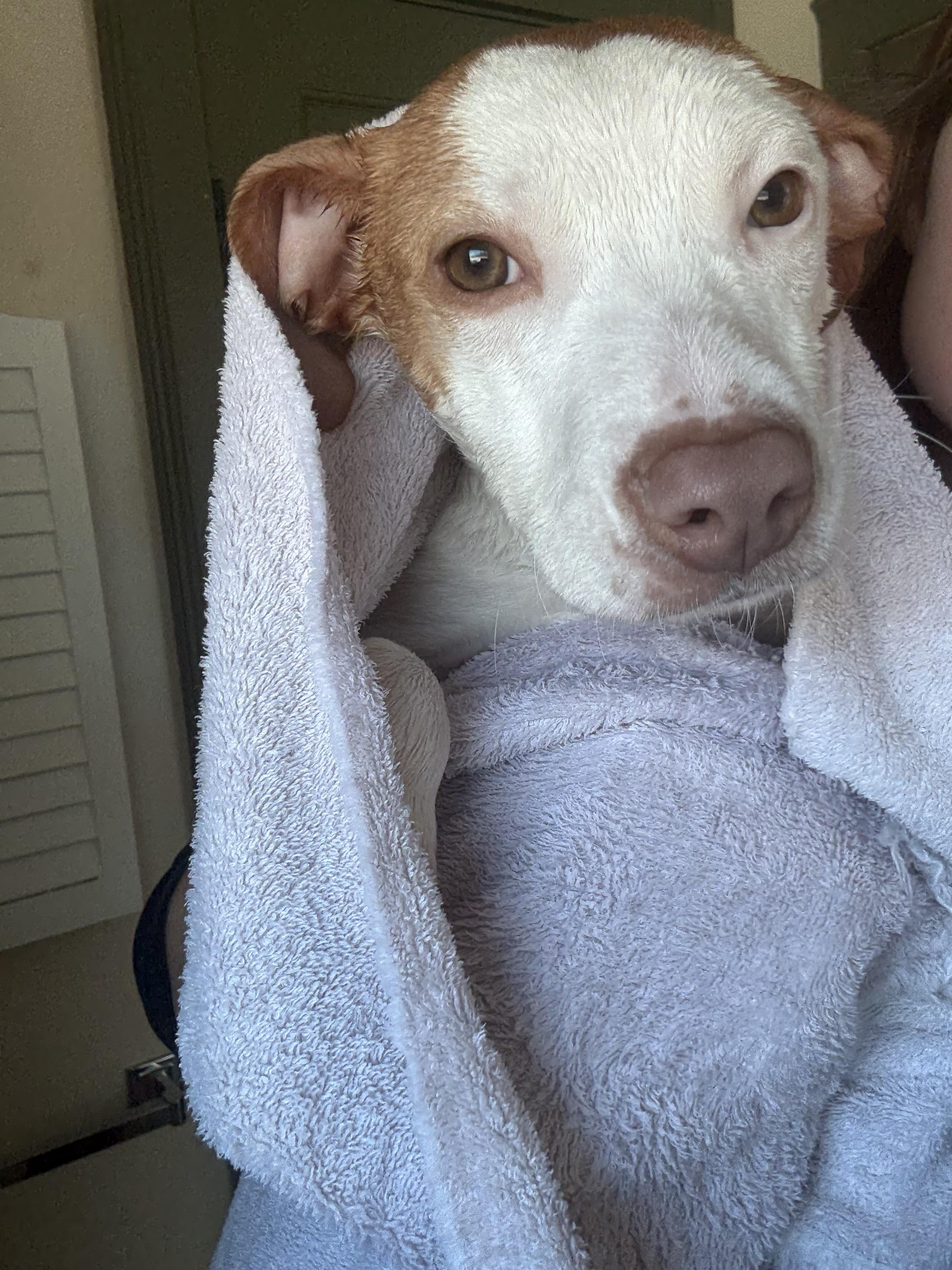 Enlarge Shivers, a ADOPTABLE mixed breed in New Boston, NH image 2/6