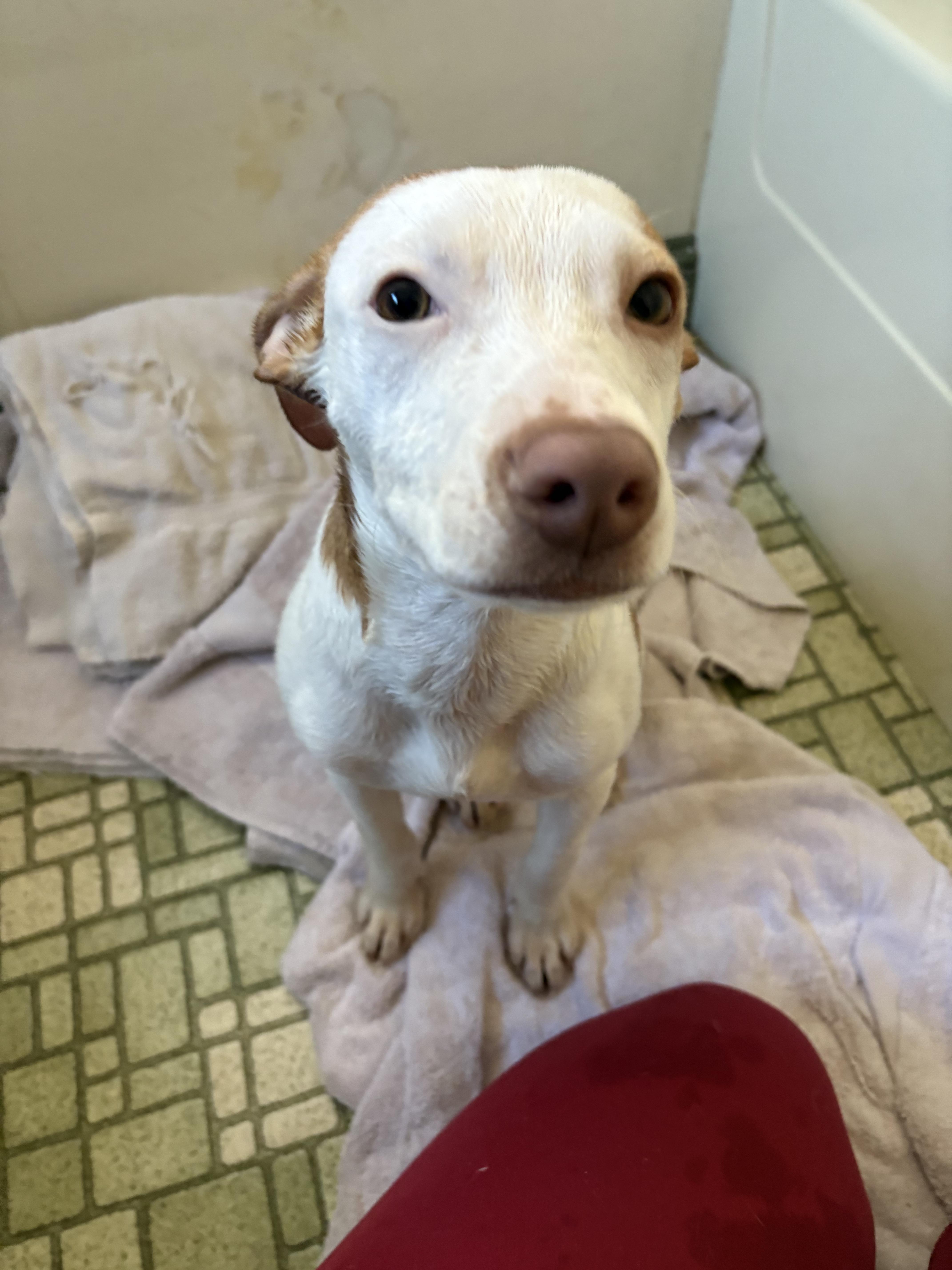 Enlarge Shivers, a ADOPTABLE mixed breed in New Boston, NH image 6/6