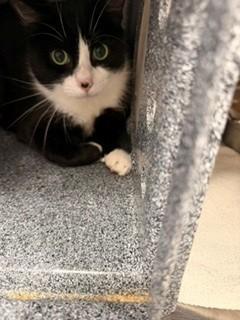 MAYO, Adoptable, Adult Male Domestic Long Hair.