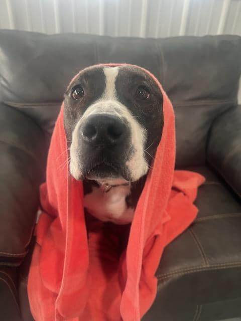 Papi , Adult Male American Staffordshire Terrier