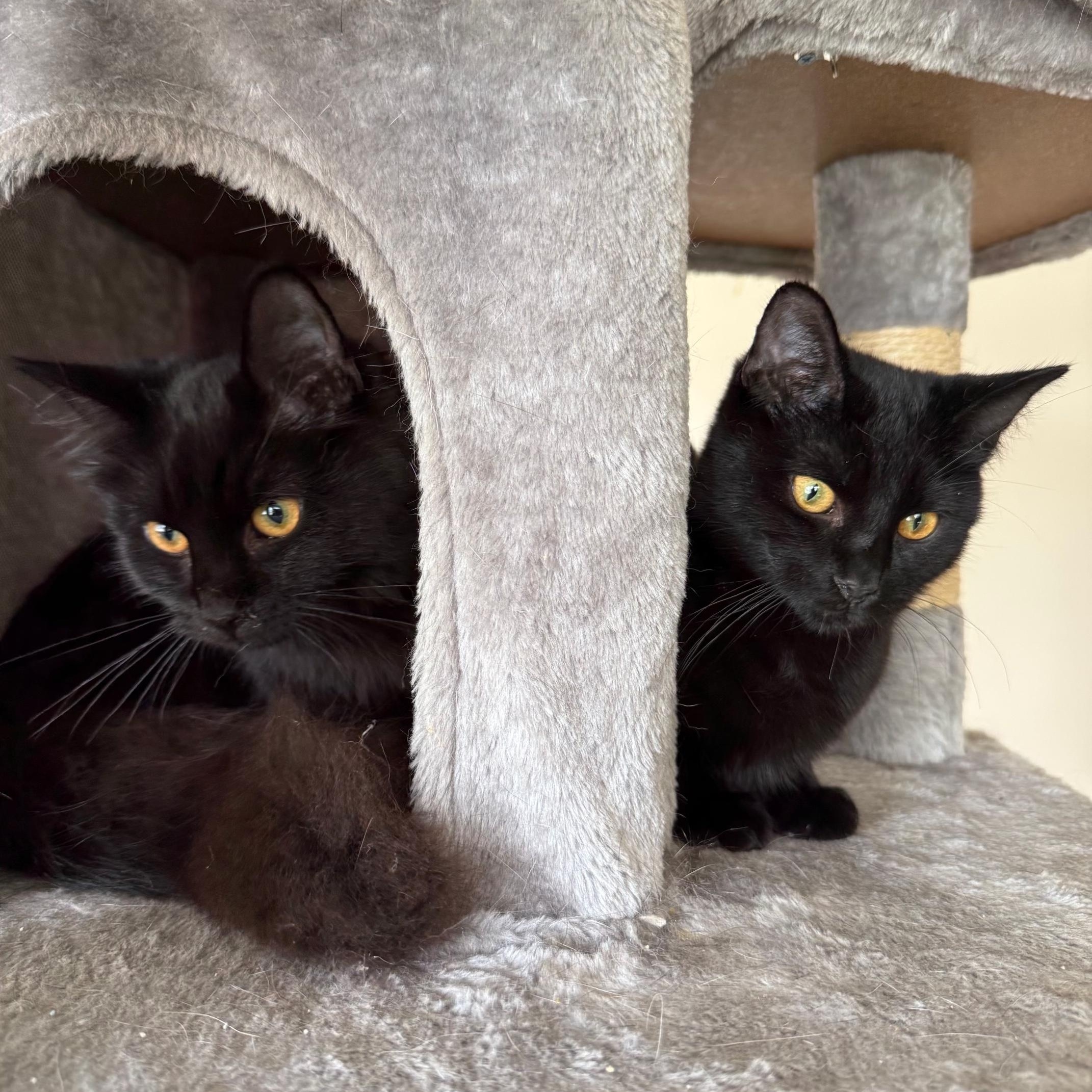 Enlarge Miles and Peter, a Adoptable American Shorthair in Massillon, OH image 3/4