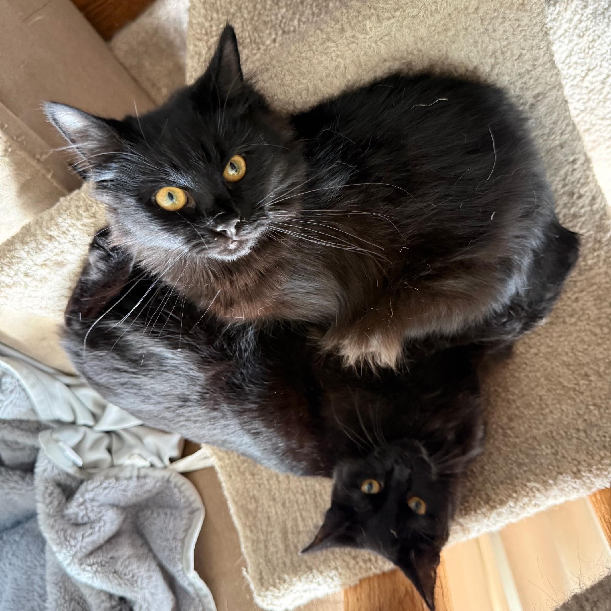 Enlarge Miles and Peter, a Adoptable American Shorthair in Massillon, OH image 4/4