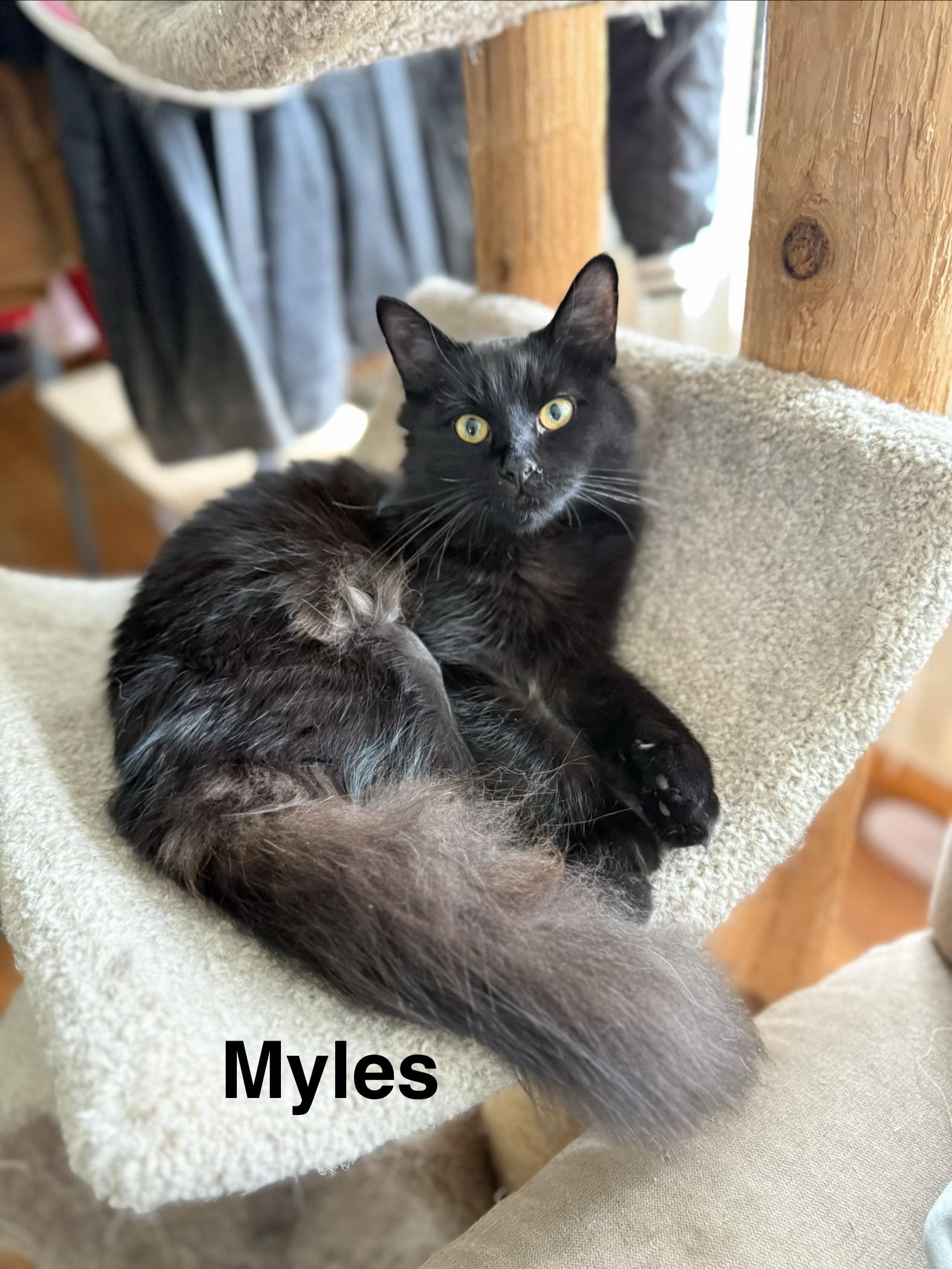 Enlarge Miles and Peter, a Adoptable American Shorthair in Massillon, OH image 2/4