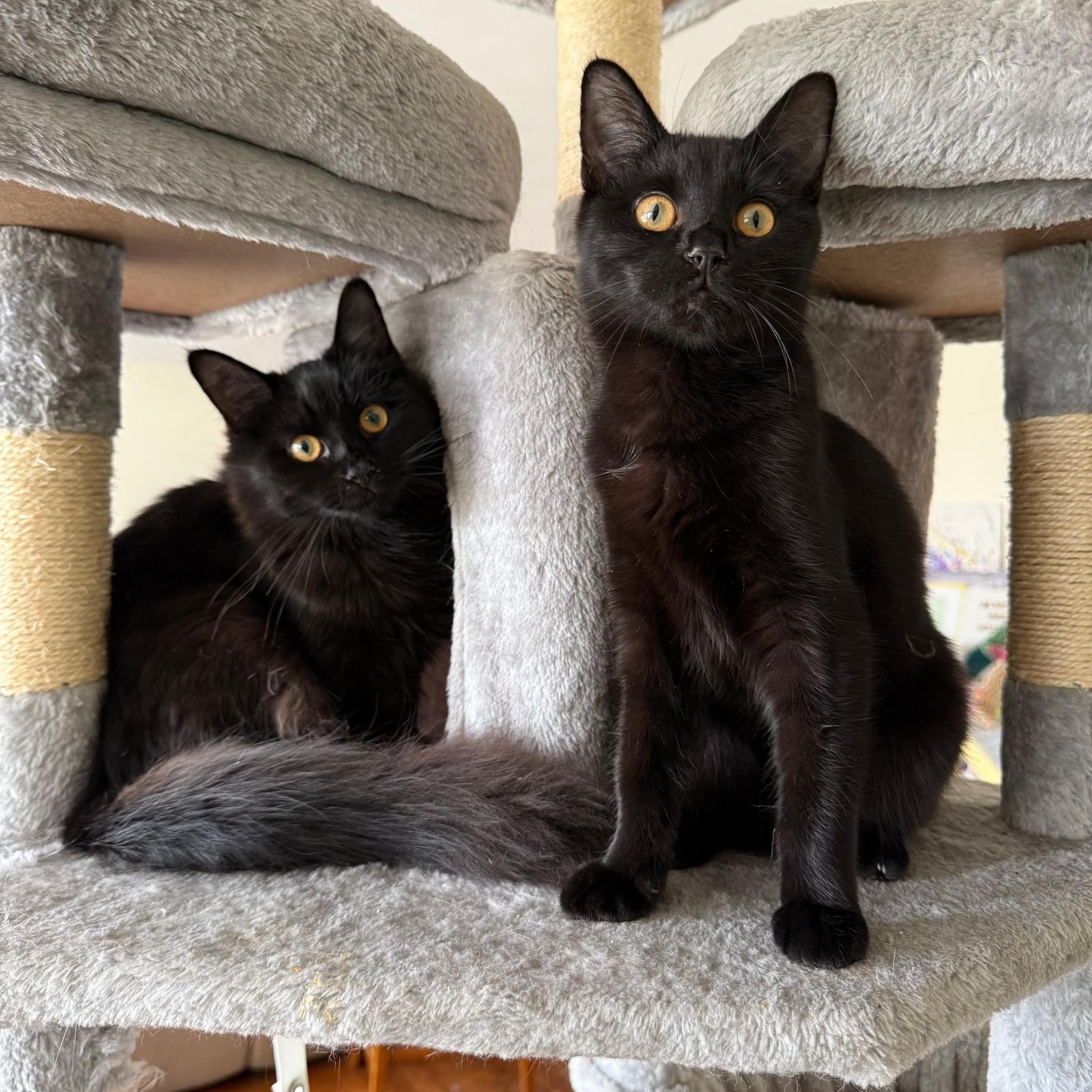 Miles and Peter, Adoptable, Kitten Male American Shorthair.