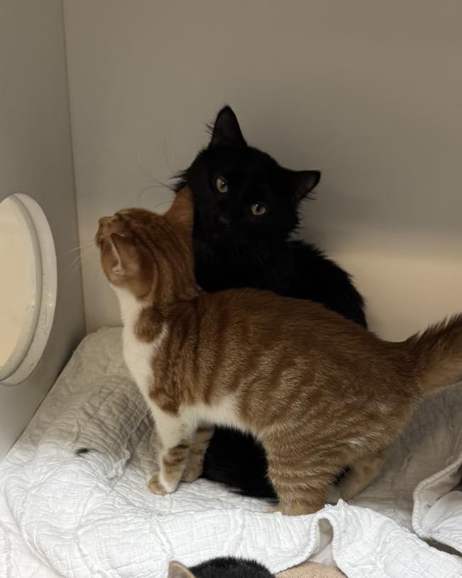 Ziggy, a ADOPTABLE Domestic Medium Hair in Bloomfield, NJ image 3/3