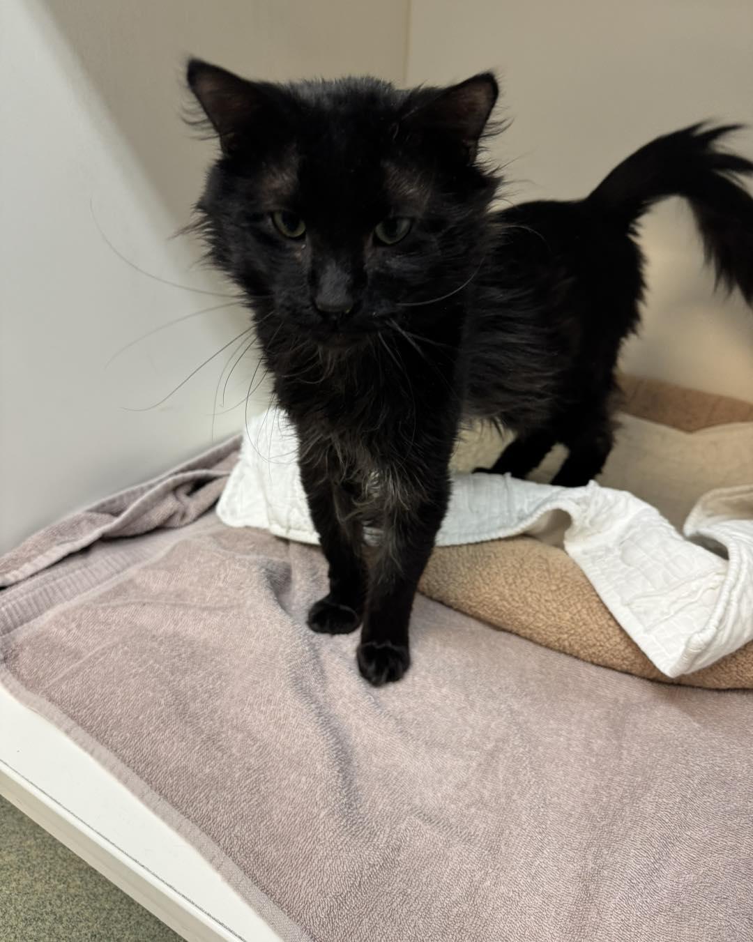 Ziggy, a ADOPTABLE Domestic Medium Hair in Bloomfield, NJ image 2/3