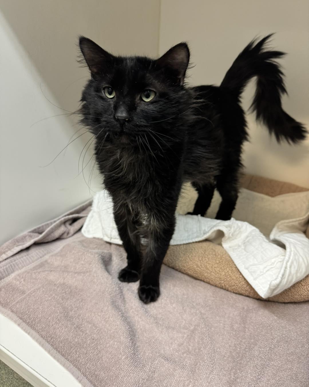 Ziggy, a ADOPTABLE Domestic Medium Hair in Bloomfield, NJ image 1/3