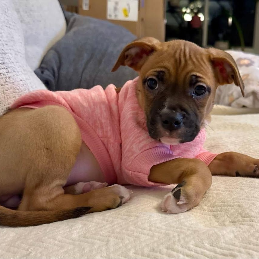 Enlarge Sugar, a ADOPTABLE mixed breed in West Haven, CT image 1/1