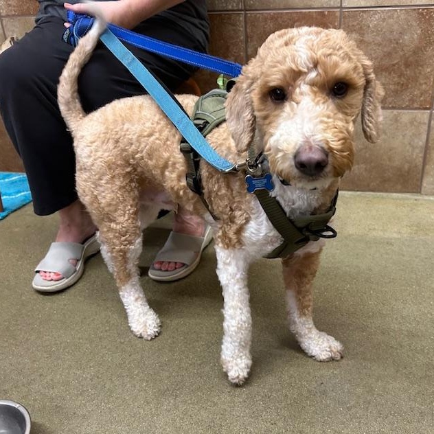 Enlarge Goose, a ADOPTABLE mixed breed in Stanhope, NJ image 2/5