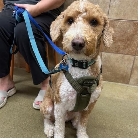 Enlarge Goose, a ADOPTABLE mixed breed in Stanhope, NJ image 4/5