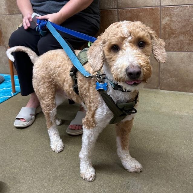 Enlarge Goose, a ADOPTABLE mixed breed in Stanhope, NJ image 1/5