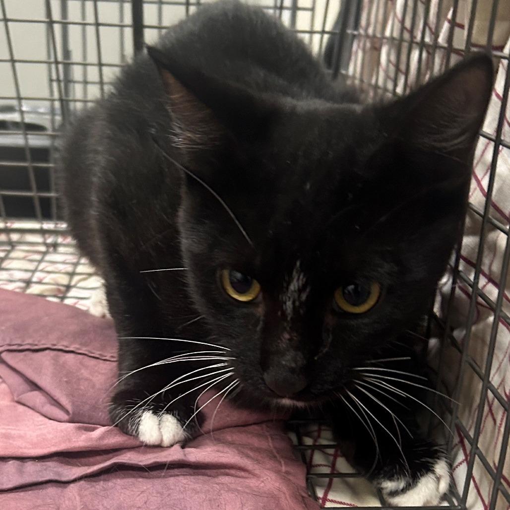 Jarvis, Adoptable, Young Male Domestic Short Hair.