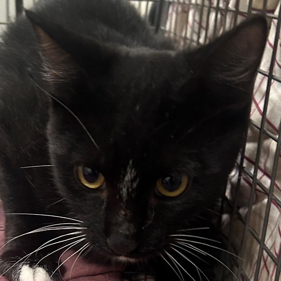 Enlarge Jarvis, a Adoptable Domestic Short Hair in Las Cruces, NM image 2/2