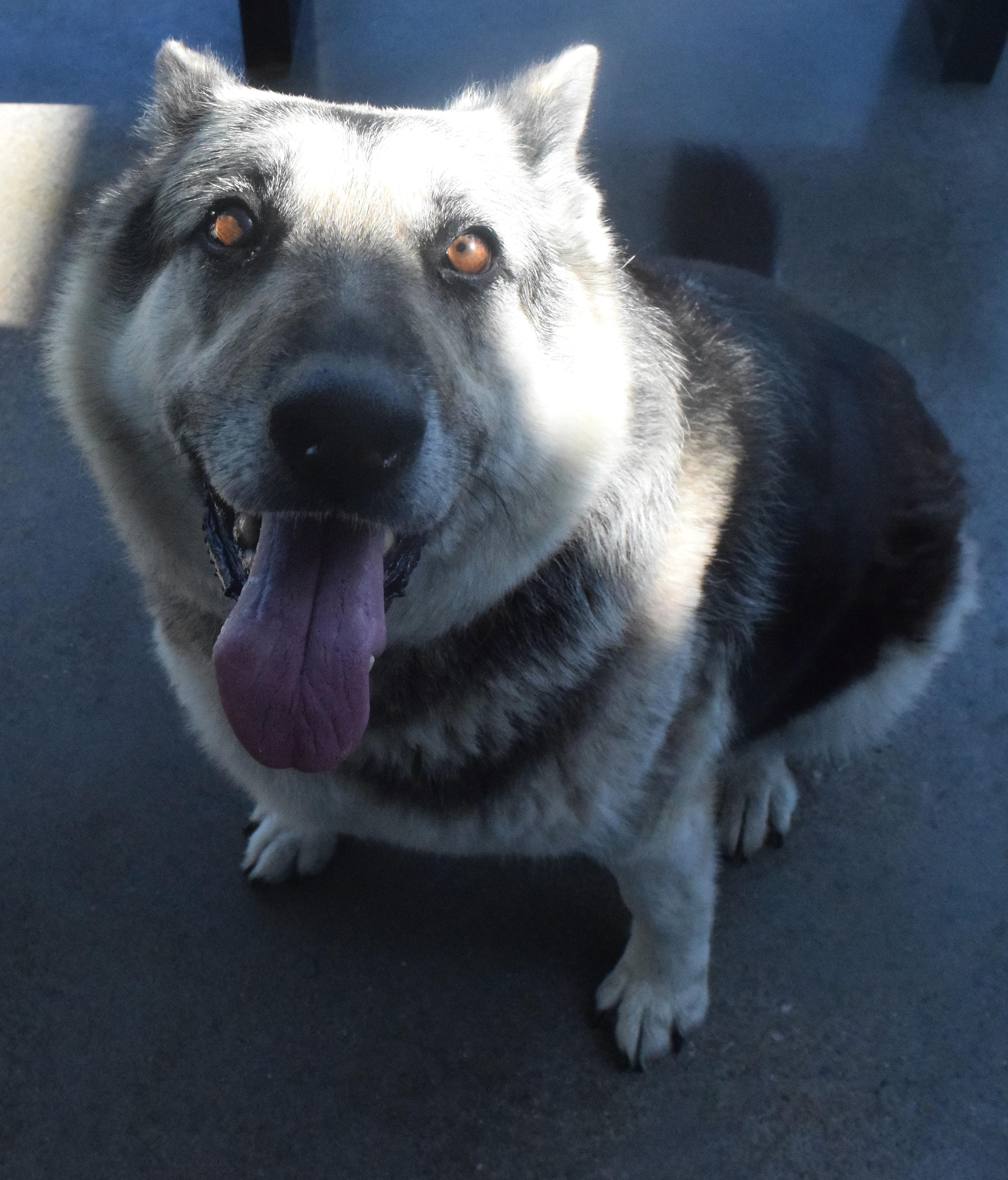 #22171, ADOPTABLE, Adult Female German Shepherd Dog.